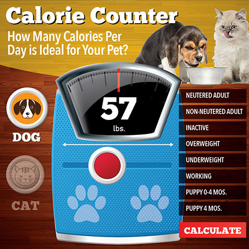 Calorie Counter