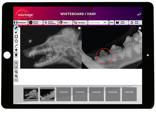 ipad-xray.jpg